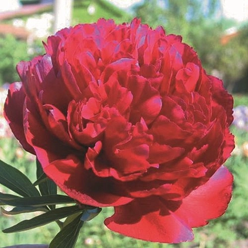 Пион молочноцветковый 'Рэд Монарх'  (винно - красный)