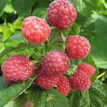 Малина 'Нежность'