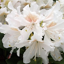 Рододендрон гибридный 'Плисен Вайт' (белый)