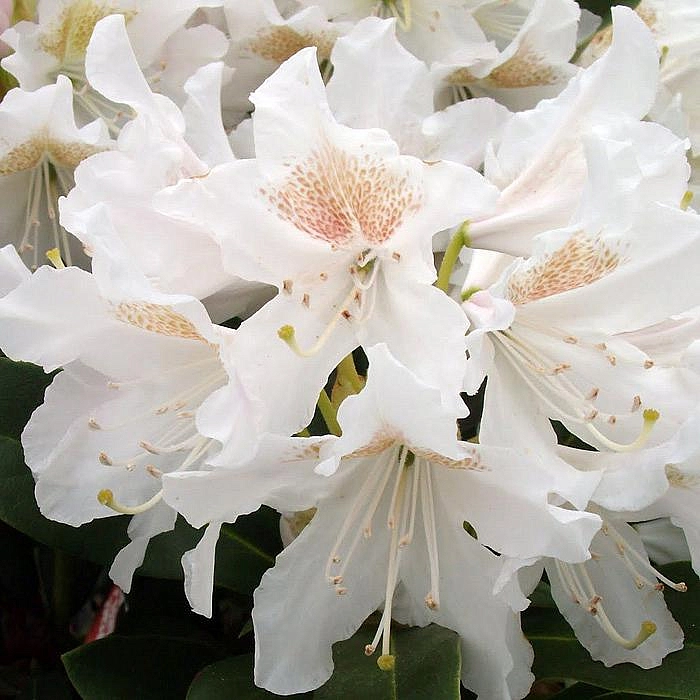 Рододендрон гибридный 'Плисен Вайт' (белый)