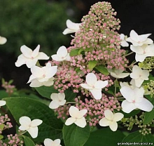 Гортензия метельчатая 'Ласт Пост'