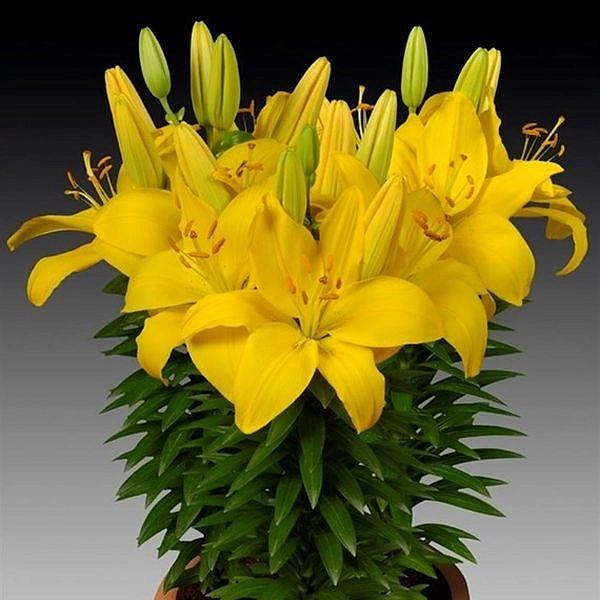 Лилия 'Рио Де Жанейро' (желтая)