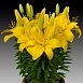 Лилия 'Рио Де Жанейро' (желтая)