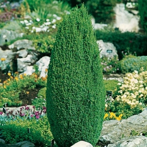 Можжевельник обыкновенный 'Компресса'