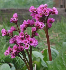 Бадан сердцелистный 'Ротблюм'