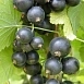 Смородина черная 'Шалунья'