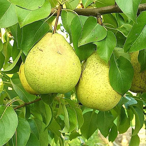 Груша 'Добрянка'