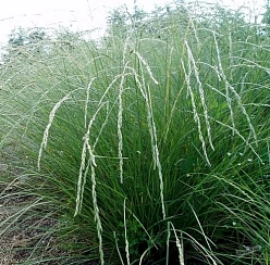 Овсяница Мейера