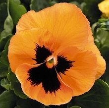 Виола Виттрока 'Инспайр Оранж Плюс Блотч' (оранжевая с черным глазком)