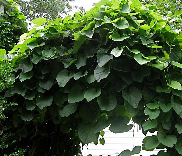 Аристолохия крупнолистная