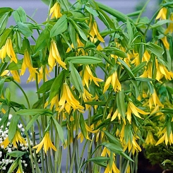 Увулярия крупноцветковая