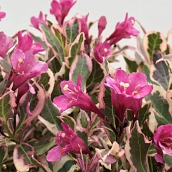 Вейгела 'Олл Саммер Монет'