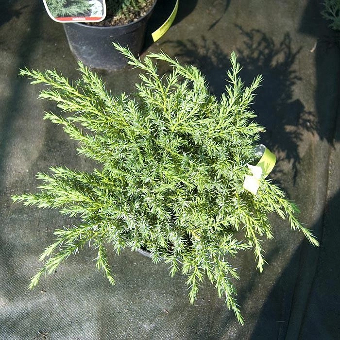 Можжевельник чешуйчатый 'Блу Швед'