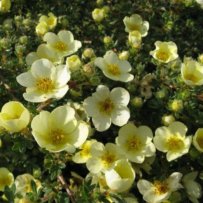 Лапчатка кустарниковая 'Маанелис'