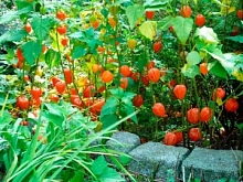 Физалис 'Колокольчик'