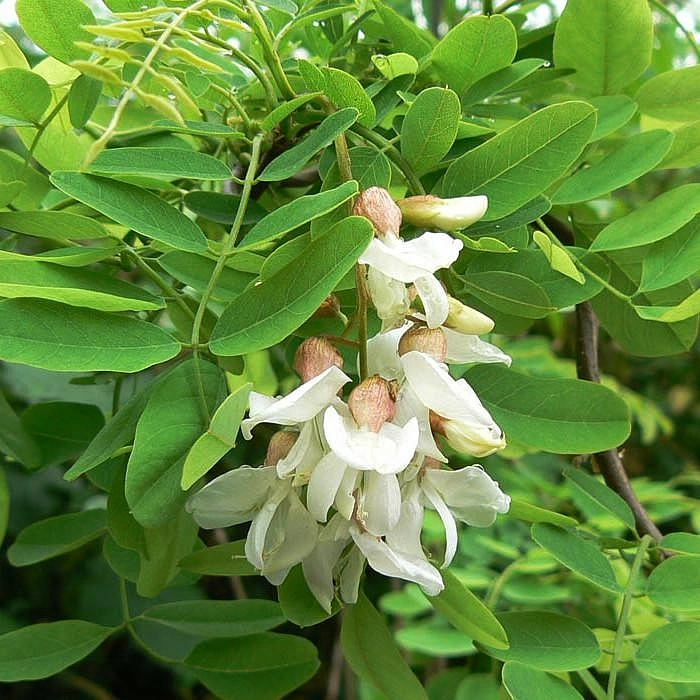 Робиния щетинистоволосистая 'Тортуоза'