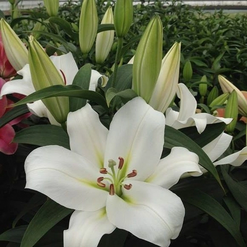 Лилия ОТ-гибрид 'Франсон'