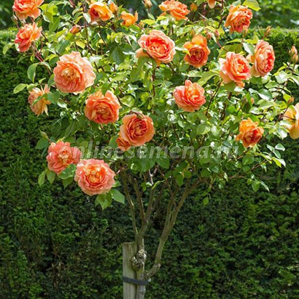 Роза 'Кэтрин' (штамбовая) (оранжевый)