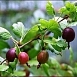 Крыжовник 'Северный капитан'
