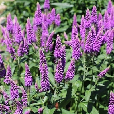 Вероника длиннолистная 'Фест Мач'