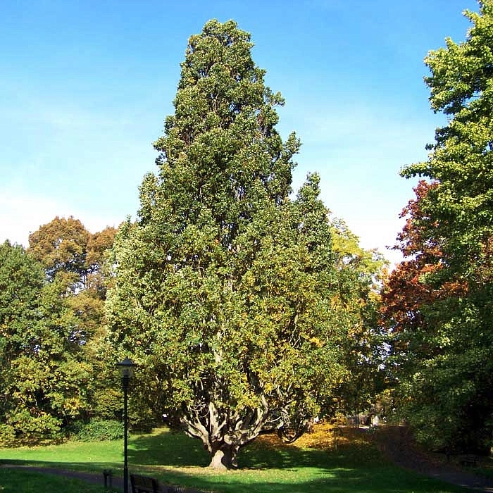 Дуб черешчатый 'Фастигиата'