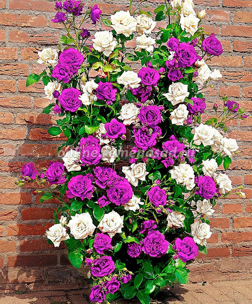 Роза Мистер Вондер' ( плетистая)