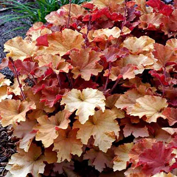 Гейхера гибридная 'Мега Карамель'