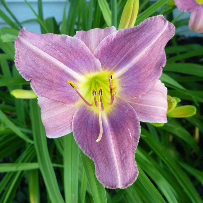 Лилейник Прейри Блу Айс