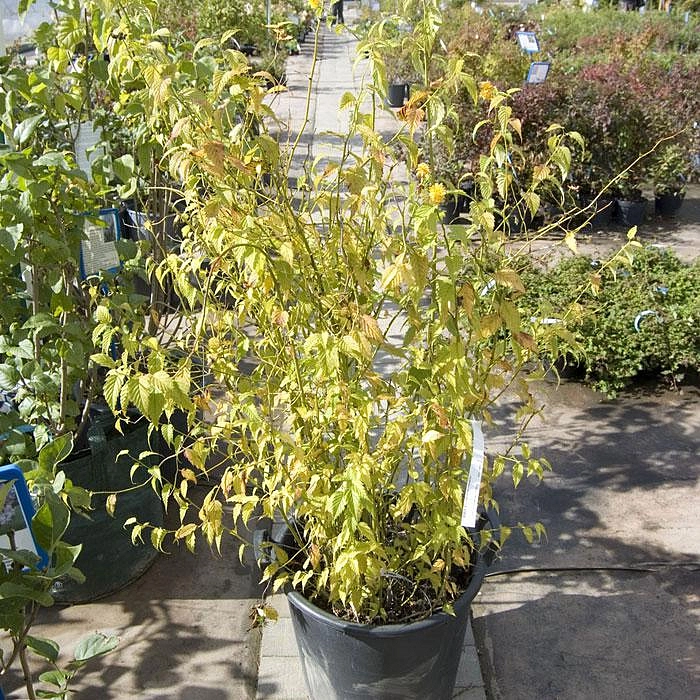 Керрия японская