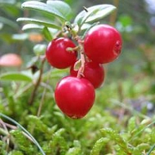 Брусника садовая 'Коралл'