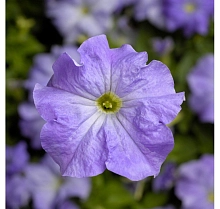 Петуния (сурфиния) гибридная 'Тритуния Скай Блю' (голубая)