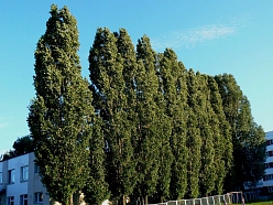 Тополь пирамидальный (черный, итальянский)