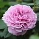 Роза 'Лавендер Айс' (флорибунда) (фиолетовая светлая)