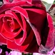 Роза 'Адмирал' (чайно-гибридная) (красная)