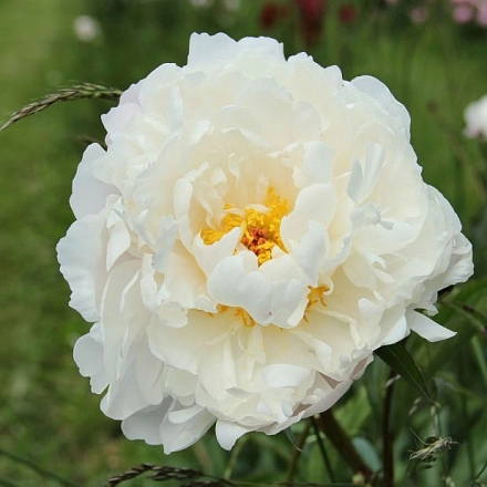 Пион молочноцветковый 'Воудж' (белый)