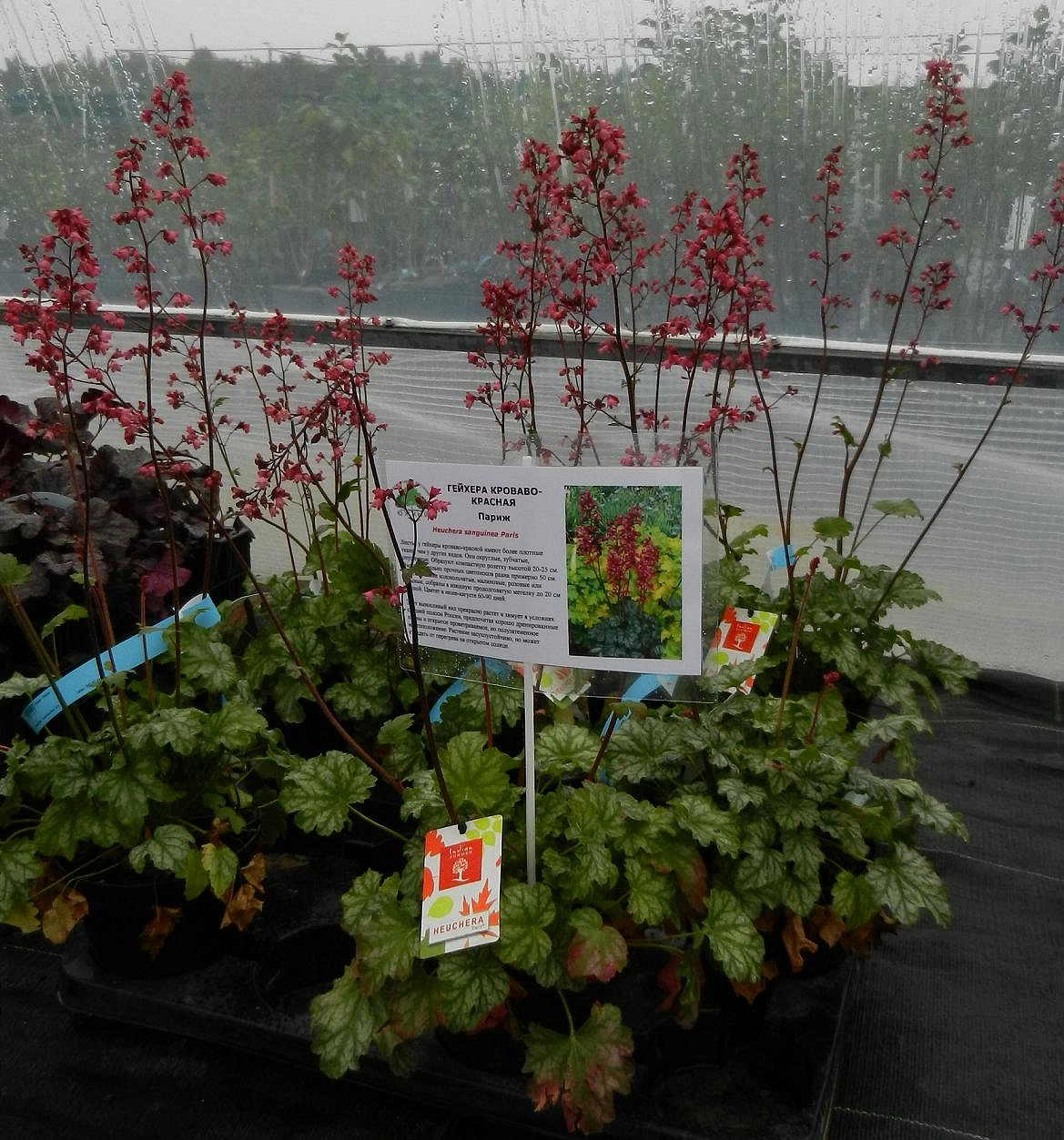 Гейхера кроваво-красная