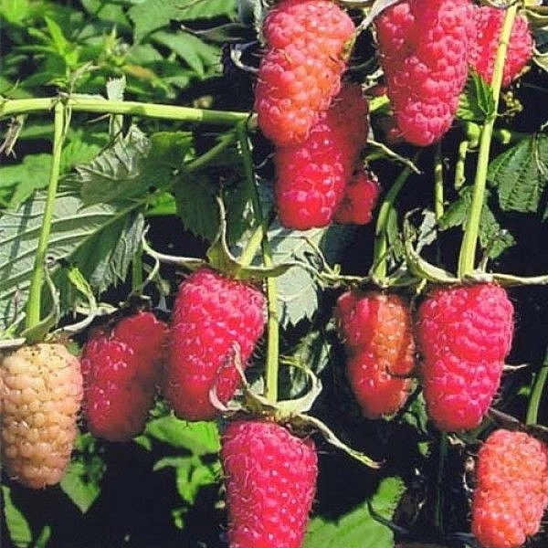 Малина 'Сказка'