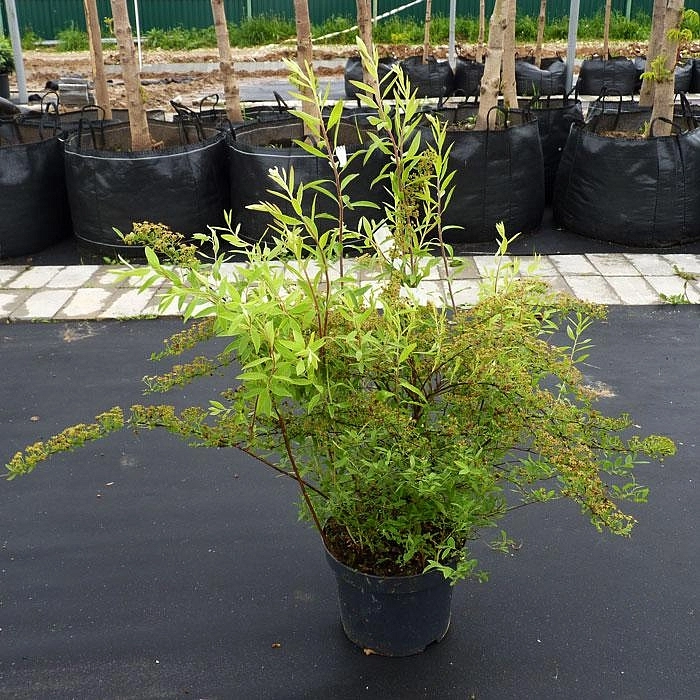 Спирея серая (пепельная) 'Грефшейм'