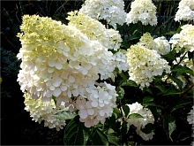 Гортензия метельчатая 'Долли'