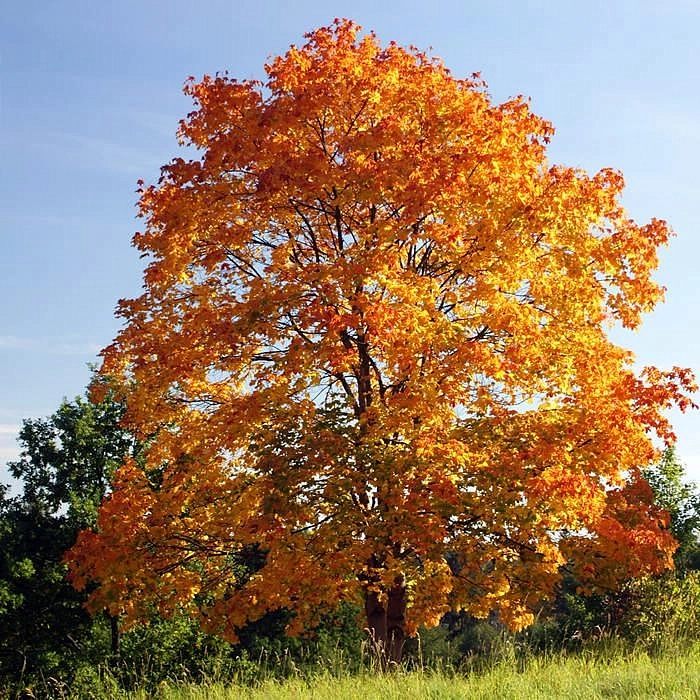 Клен остролистный