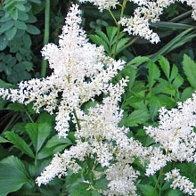 Астильба арендса Элли