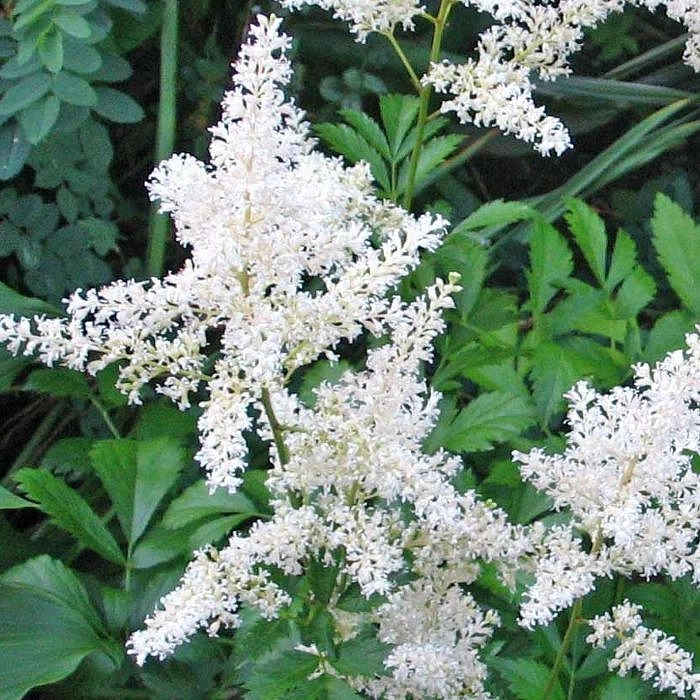 Астильба арендса Элли