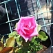 Роза 'Топаз' (чайно-гибридная) (розовая)