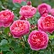Роза 'Боскобель' (парковая) (розовая)