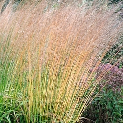 Молиния голубая 'Эдит Дадзус'