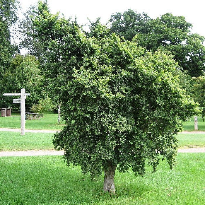 Вяз малый 'Жаклин Хиллер'