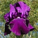 Ирис германский (бородатый) 'Сайн оф Лео' 
