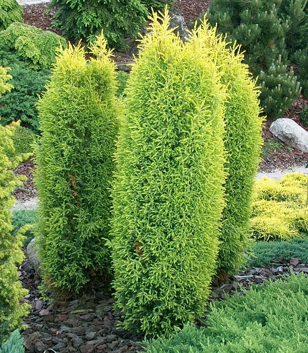 Можжевельник обыкновенный 'Голд Кон'