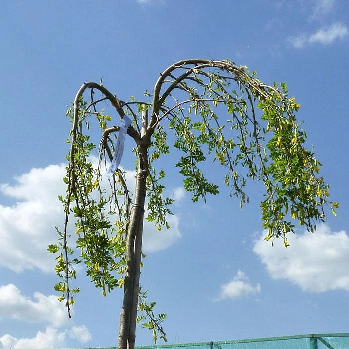 Акация древовидная 'Пендула'