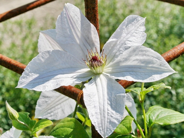 Клематис 'Форевер Френдс'